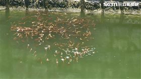 高雄,魚虎,簡煥宗,柴山,滯洪池