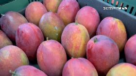 文 南芒果外銷1200