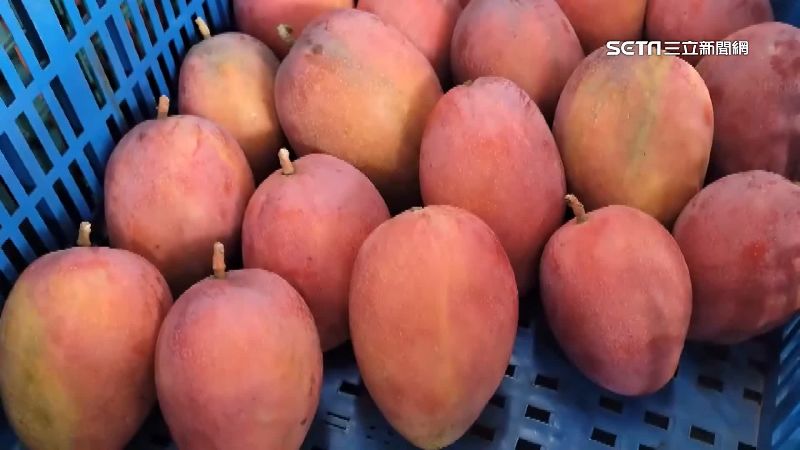 第一線芒果出口商表示,台灣芒果出口主要面臨成本高、氣候導致產量不穩等2大挑戰。(圖/資料照)