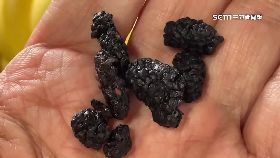 文 盜用桑葚伯1200