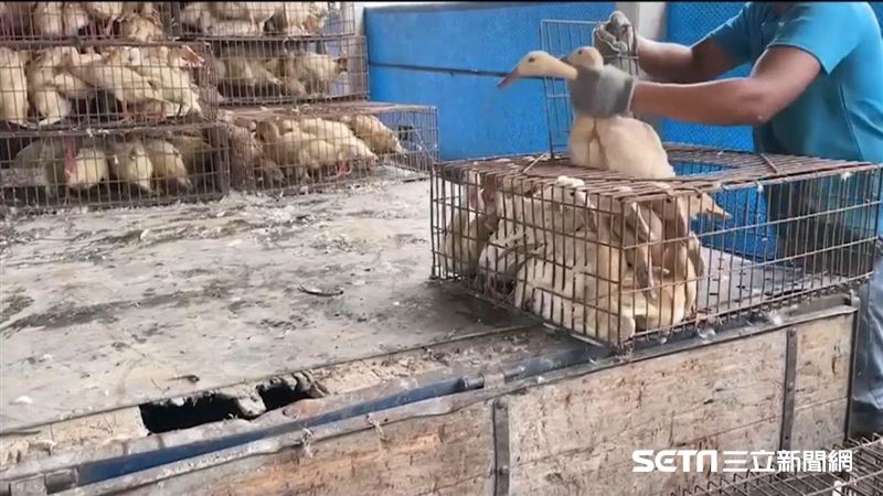 獨／揭台灣蛋鴨命運　生不夠慘被餓死