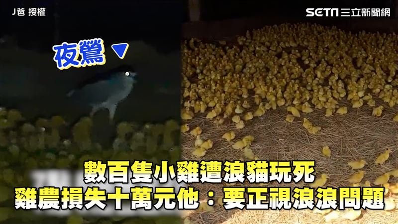 數百隻小雞遭浪貓玩死　雞農損失十萬