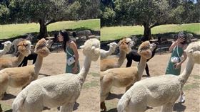 親吻,羊駝,美國,遊客,口水

https://www.tiktok.com/@sooyeunyi/video/7115946315456089390?is_copy_url=1&is_from_webapp=v1&refer=embed&referer_url=https%3A%2F%2Fwww.ettoday.net%2F&referer_url=https%3A%2F%2Fwww.ettod