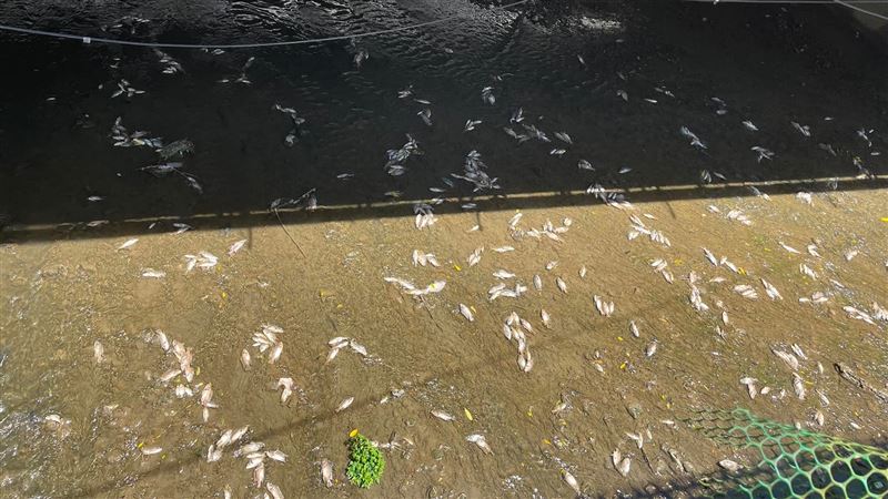 基隆驚見「大量魚翻肚」白花花一片