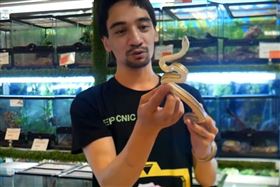 悚！知名網紅與蛇直播　遭咬毒發慘死（翻攝自Arslan Valeev　YT頻道）