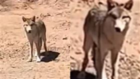 無人區上廁所遇狼 