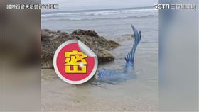 ▲這張是封面。（圖／國際百變天后鄧百百 授權）