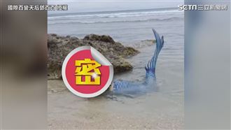 搞笑美人魚擱淺小琉球　網見本尊笑瘋