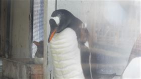 企鵝,腹肌,動物園（圖／翻攝自推特おたる水族館）