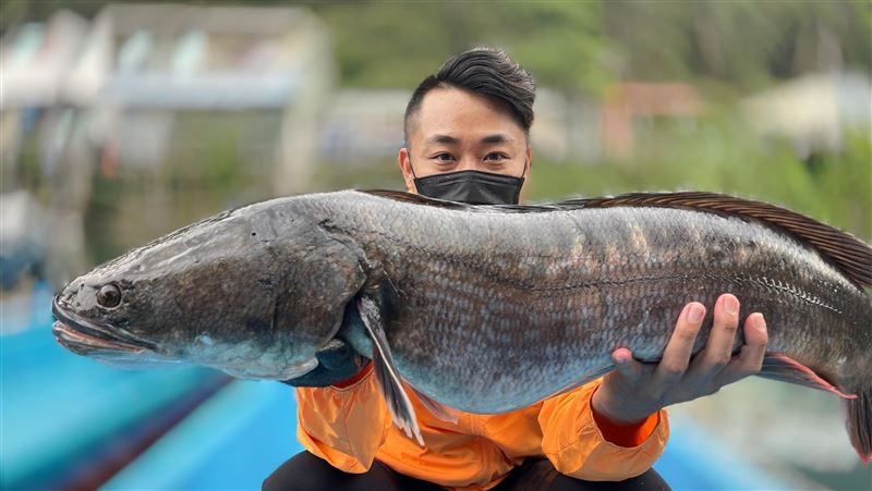 繁殖期！日月潭魚虎球估8月大爆發