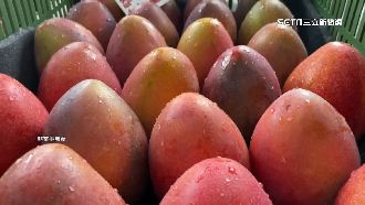 台芒果又被確診　農委會：不符科學