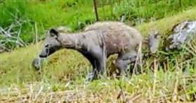 日本驚現無毛長腳怪物　專家：不能碰（圖／翻攝自推特）