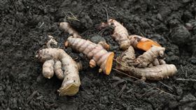 ▲廖芳銘投入有機農業近10年，心靈愉悅之外生活也崇尚自然。（圖／薑黃王生機花蓮小農廖芳銘提供）