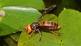 中華大虎頭蜂(林業試驗所提供)
