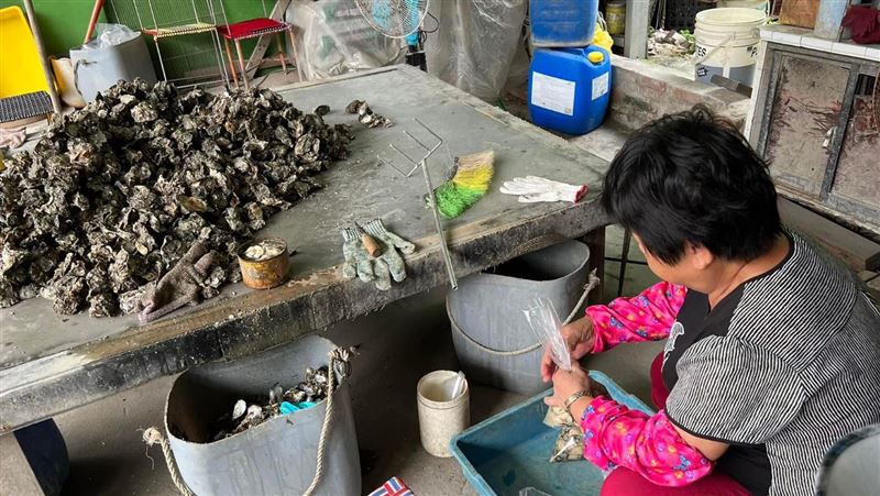 彰化牡蠣文蛤產量銳減　價格漲原因曝