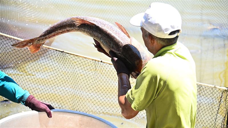 清大成功湖撈巨魚　學生看傻狂問這句
