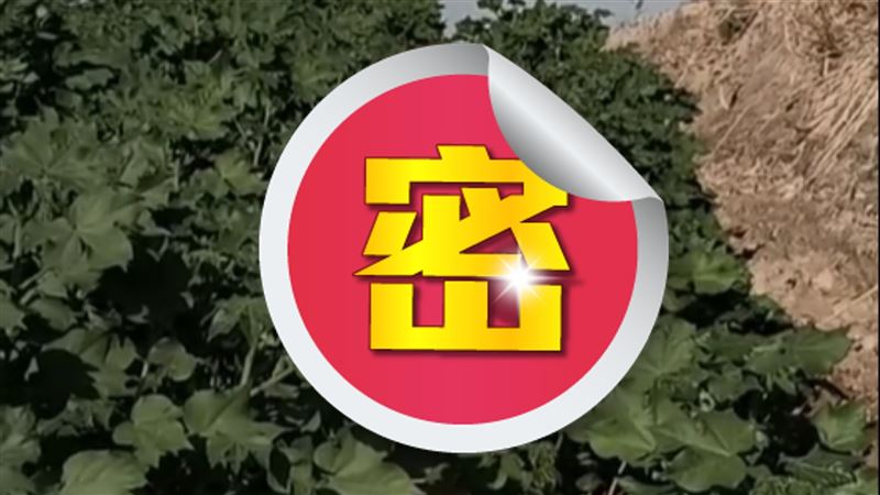草叢冒「活體兵馬俑」！網驚：出土了