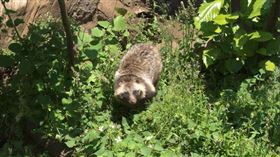 貉https://www.flickr.com/photos/150734610@N02/36264482311/in/photolist-XfyXa2-p99iBs-nXES35-2hzV3VV-2hzSeNu-Fmzkh6-dCojyv-dDuMB1-dDppae-ntejxw-dNmbAH-cXPaa-of1t3M-x4vbtY-xtyhu4-5k5jUF-9Qqudo-xefDe3-2hz