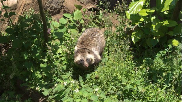 無毛神秘動物現蹤日本　專家驚喊別碰