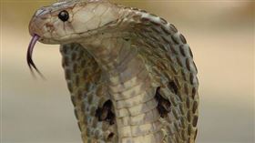 眼鏡蛇。（翻攝／Pixabay）