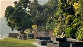 林青霞（微博）