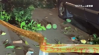 疑偷摘芒果！30歲女爬樹墜下命危