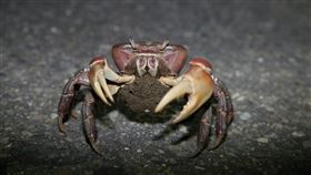 台江國家公園凶狠圓軸蟹進入繁殖季台江國家公園凶狠圓軸蟹進入繁殖季，台江國家公園管理處14日起將啟動3階段護蟹交通管制。（台江國家公園管理處提供）中央社記者張榮祥台南傳真  111年7月8日