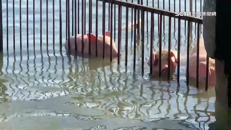 大排又潰堤　水淹豬舍500頭豬泡水