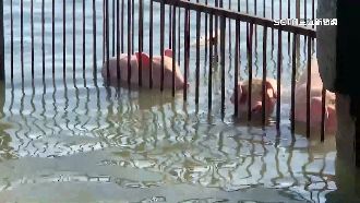 大排又潰堤　水淹豬舍500頭豬泡水