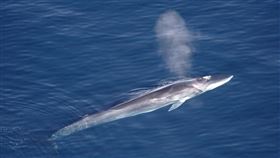 圖為2005年格陵蘭海域一頭出水換氣的長鬚鯨。（圖／翻攝自維基共享資源網頁；作者Aqqa Rosing，CC BY 2.0）