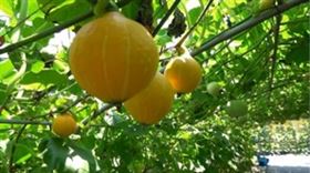 新北農業局南瓜(業配勿用)