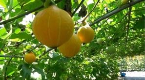 淡水之光！淡水產這量最大、超級甜