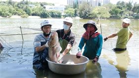 清華大學,成功湖,大頭鰱（圖／清華大學提供）