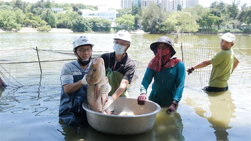 清大成功湖變養殖場　湖中撈出巨魚