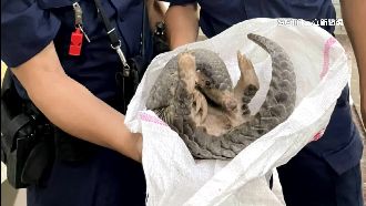 野狗狂吠圍攻穿山甲　警民聯手救援