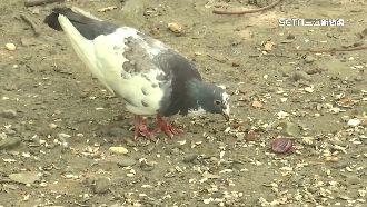 公園餵鴿遭罰！男提行政訴訟被駁回