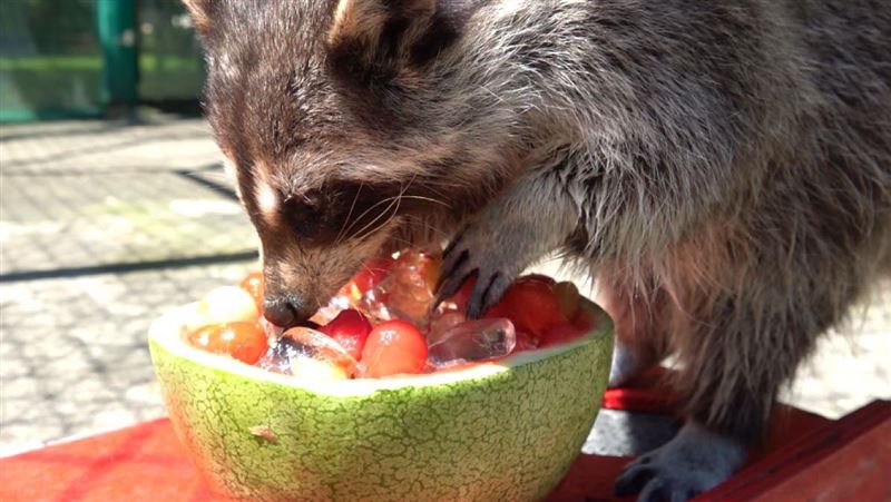 鯊魚寶寶來了！頑皮世界1票玩3園
