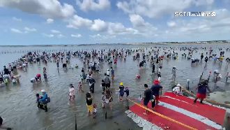 七股海邊摸文蛤　七寶宴席開百桌