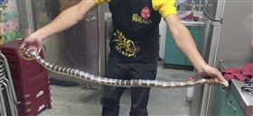 檳榔攤突多黑白繩索　多看一眼險沒命（圖／捕蛇達人黃明賜提供）