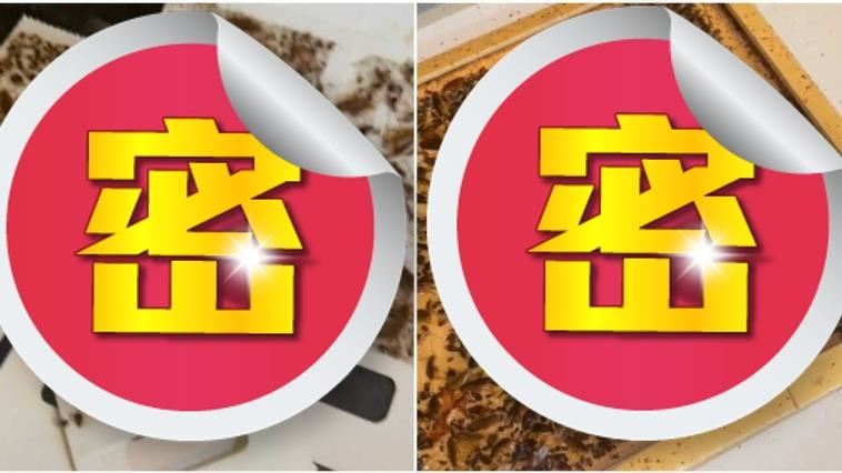住「蟑螂窩」寢食不安　2寶媽曝噁圖