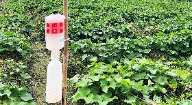 花蓮病蟲害增多  農作物恐減產加強防