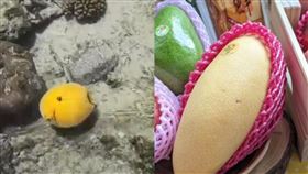 金色河豚,芒果。（圖／翻攝自五行屬二微博、記者戴玉翔攝影）