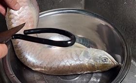 百萬銀龍魚暴斃，飼主含淚清蒸大讚肉質鮮嫩。（圖／翻攝自網易新聞）