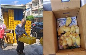 含淚送養萬隻小鴨　養鴨阿伯心酸哭了（圖／翻攝自爆怨公社）