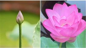 宋代古蓮穿越千年開花。（圖／翻攝《紹興網》）