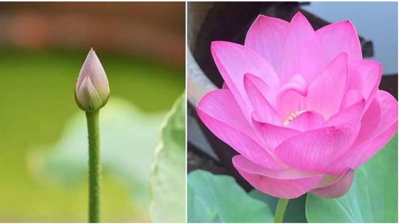 秦淮河清淤發現種子　宋代古蓮綻放