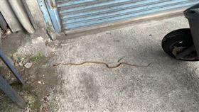 蛇,絞花林蛇,摩托車,大頭蛇（圖／翻攝畫面）