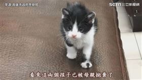▼▲將幼貓收編至派出所內。（圖／來源 高雄市政府警察局）