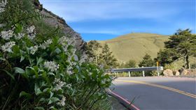 合歡山夏季百花齊放風景美麗合歡山夏季可說百花齊放，省道台14甲線指標24至32公里處，沿線山壁或邊坡路側可欣賞高山百合及多種高山植物。圖為台灣鹿藥。（公路總局提供）中央社記者蕭博陽南投縣傳真  111年7月12日