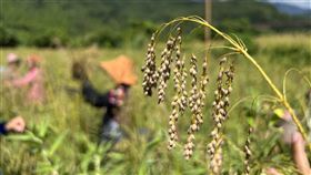原民傳統穀物油芒  極端氣候救糧荒油芒是瀕臨絕跡的台灣特有植物，中研院8年前提出復育計畫已有小成，除了商品化能幫助原住民部落，也希望透過油芒抗旱耐鹽的特性，為世界上糧食缺乏的地區盡一分心力。中央社記者盧太城台東攝  111年7月7日